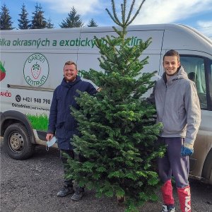 Normandská jedľa (Abies Nordmanniana) výška: 200-220 cm, rezaná 1. TRIEDA